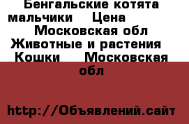 Бенгальские котята мальчики  › Цена ­ 15 000 - Московская обл. Животные и растения » Кошки   . Московская обл.